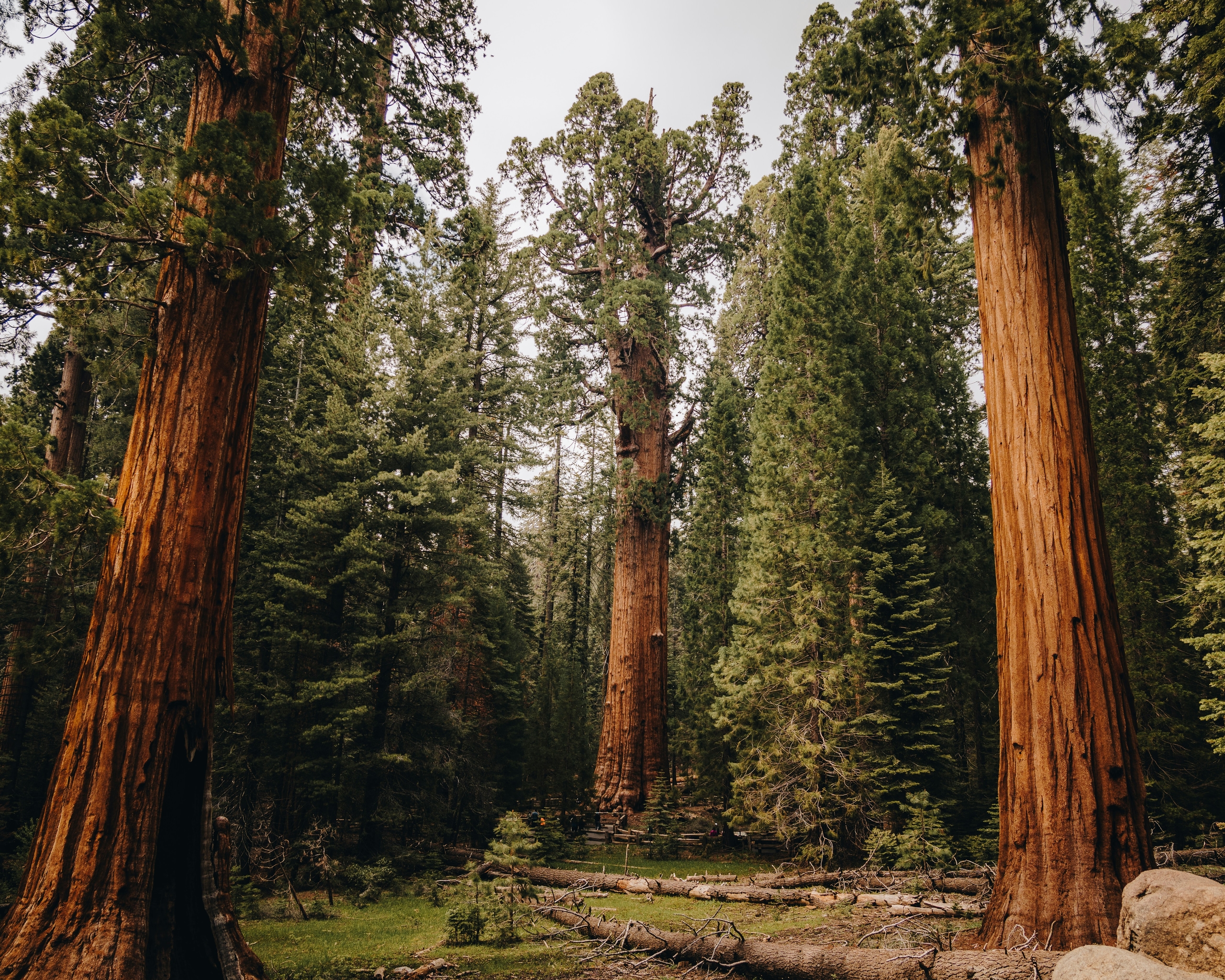 Sequoia National Park, California