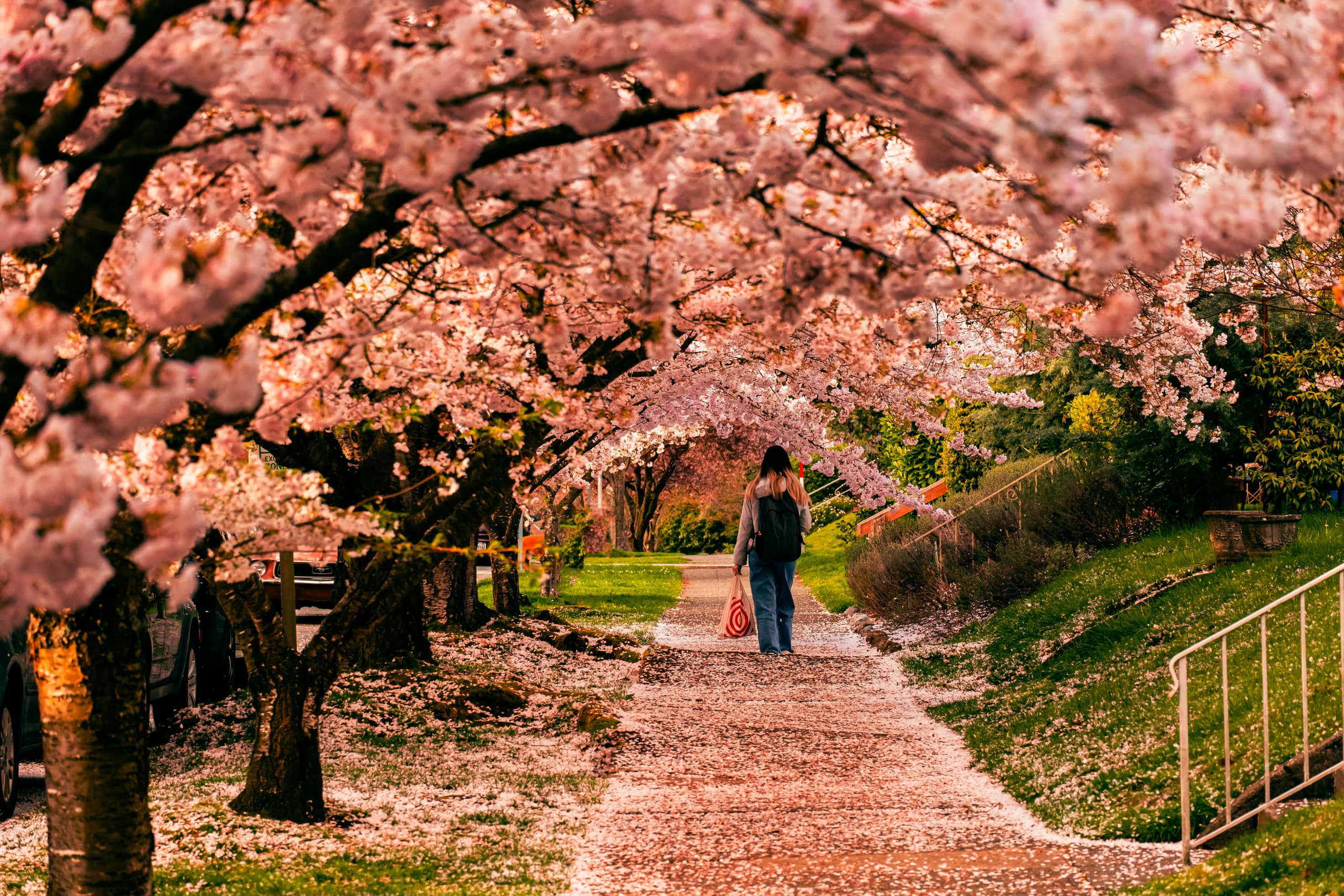 A gallery image from Cities: Girl Walking Seattle Bloosoming Japanese Pink Trees