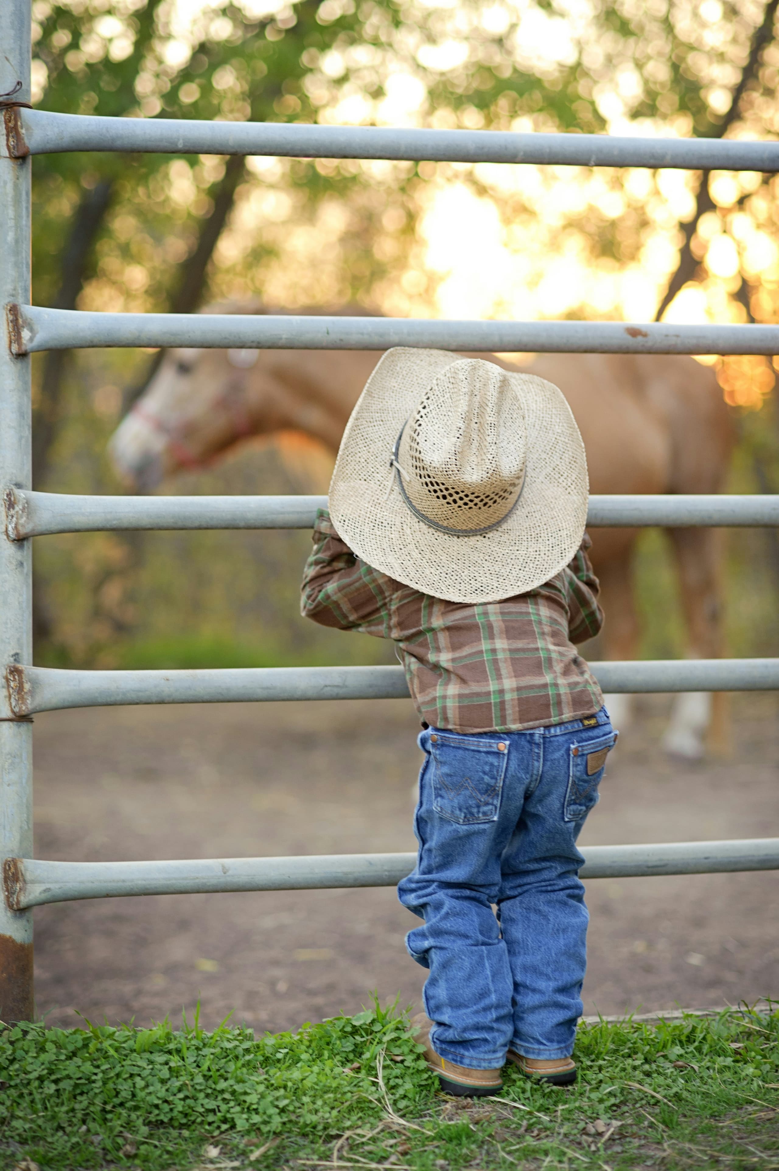 A gallery image from American Life: Little Cowboy Wearing Wranglers Watching A Horse