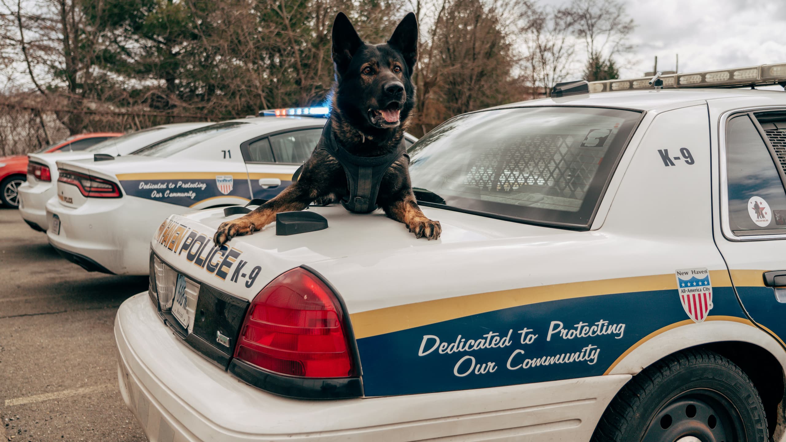 A gallery image from American Life: Police K9 On Top Of Police Car
