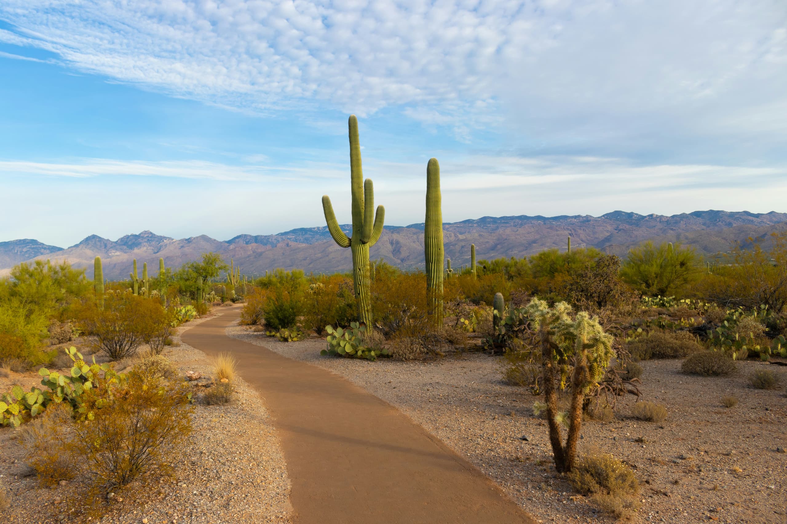A gallery image from Landscapes: Saguaro National Park, United States Desert