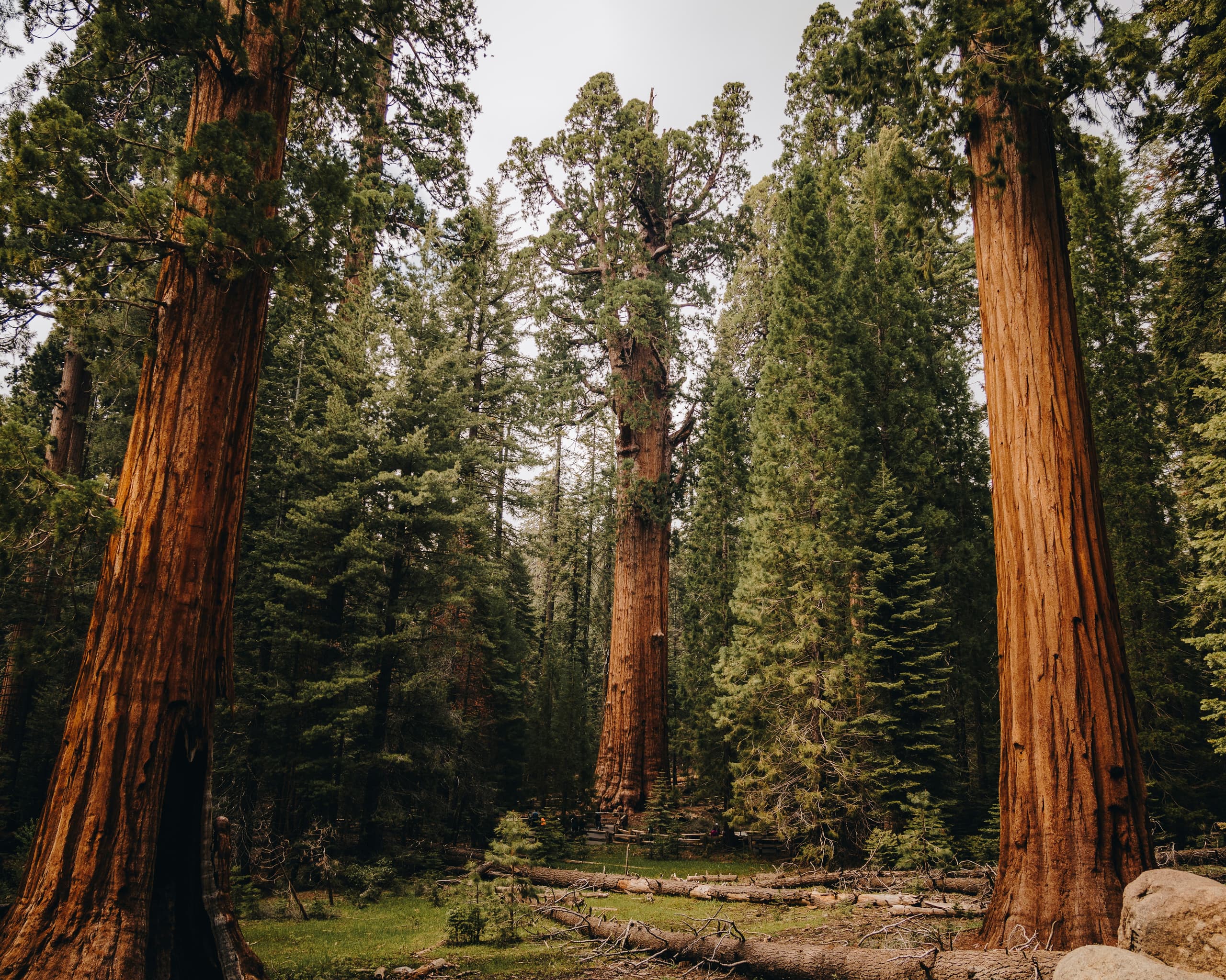 A gallery image from Landscapes: Sequoia National Park
