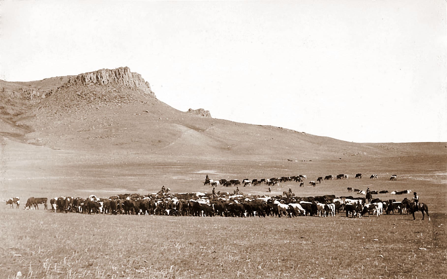 A gallery image from Landscapes: Ag King Ranch Cattle