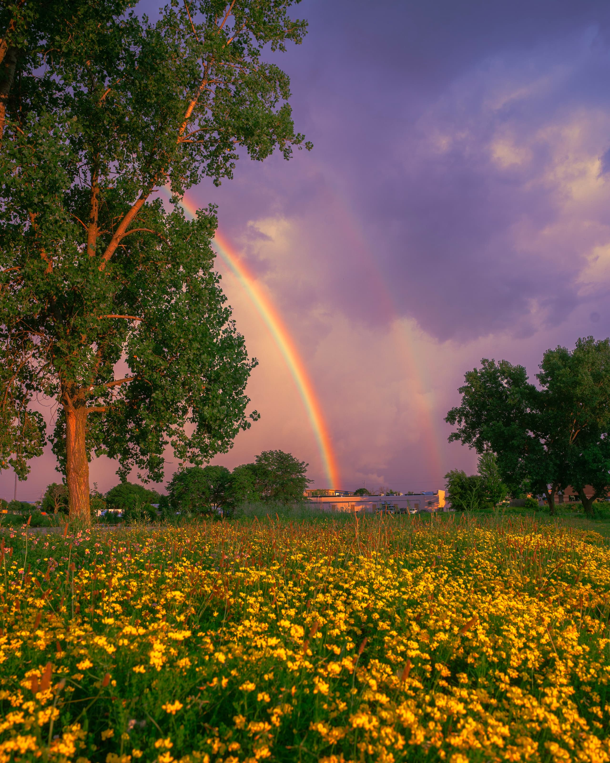 A gallery image from Housing: Nature In Suburb