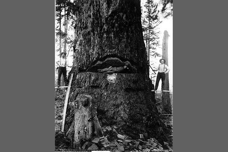 A gallery image from Landscapes: Wt Pnw Logging