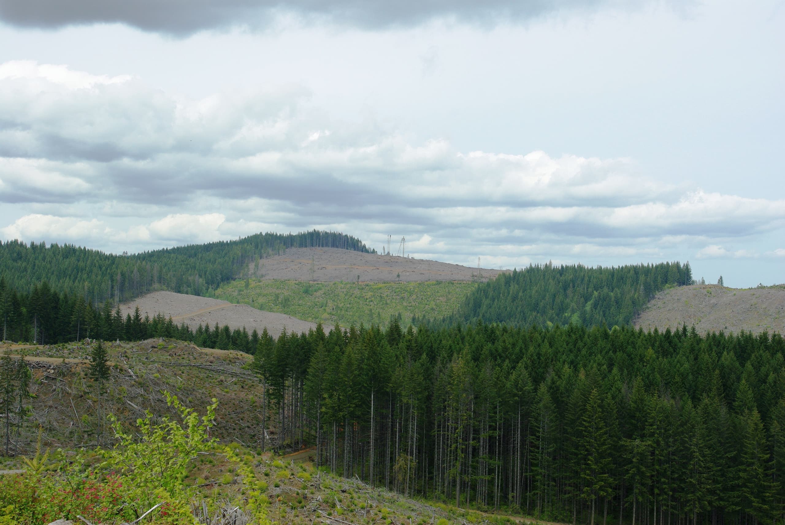 A gallery image from Landscapes: Wt Timberlands