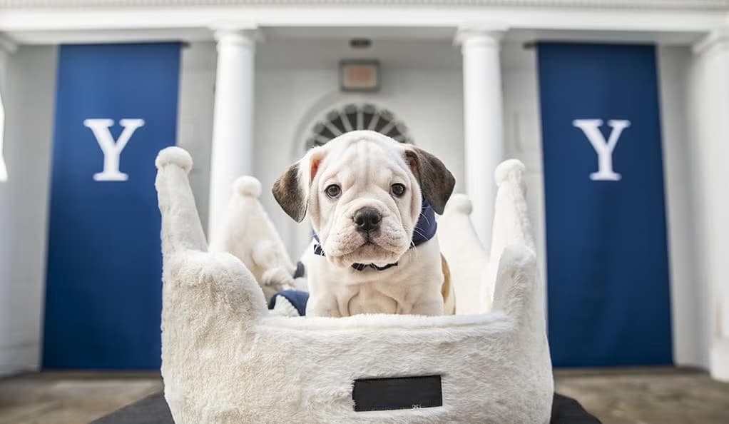Handsome Dan Yale Bulldog mascot portrait